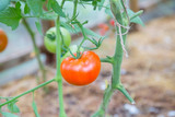 Fototapeta Kuchnia - Red tomatoes on a branch