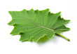 © showcake - green leaves of eggplant isolated on white background