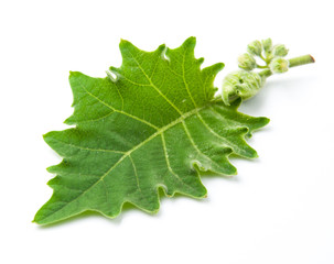 Sticker - green leaves of eggplant isolated on white background