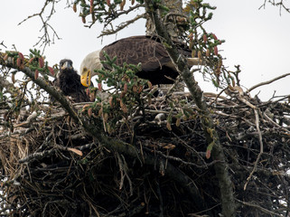 Sticker - Bald eagle nest in Alaska