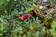 Bush of a red cranberry in the wood
