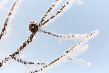 Wall Mural - branches covered with snow