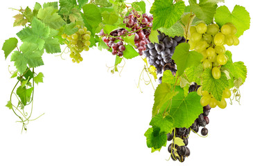 Canvas Print - raisins et pampres de vigne 