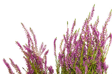 heather isolated on white background.