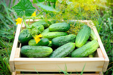 Wall Mural - Cucumbers in wooden box in the garden