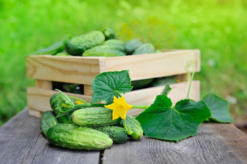 Wall Mural - Fresh cucumbers on the wooden table outdoor