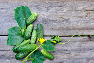 Sticker - Fresh cucumbers on the wooden table outdoor