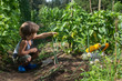 © kaliantye - Cute little boy picking yellow capsicum in a vegetable garden. Homegrown natural food.