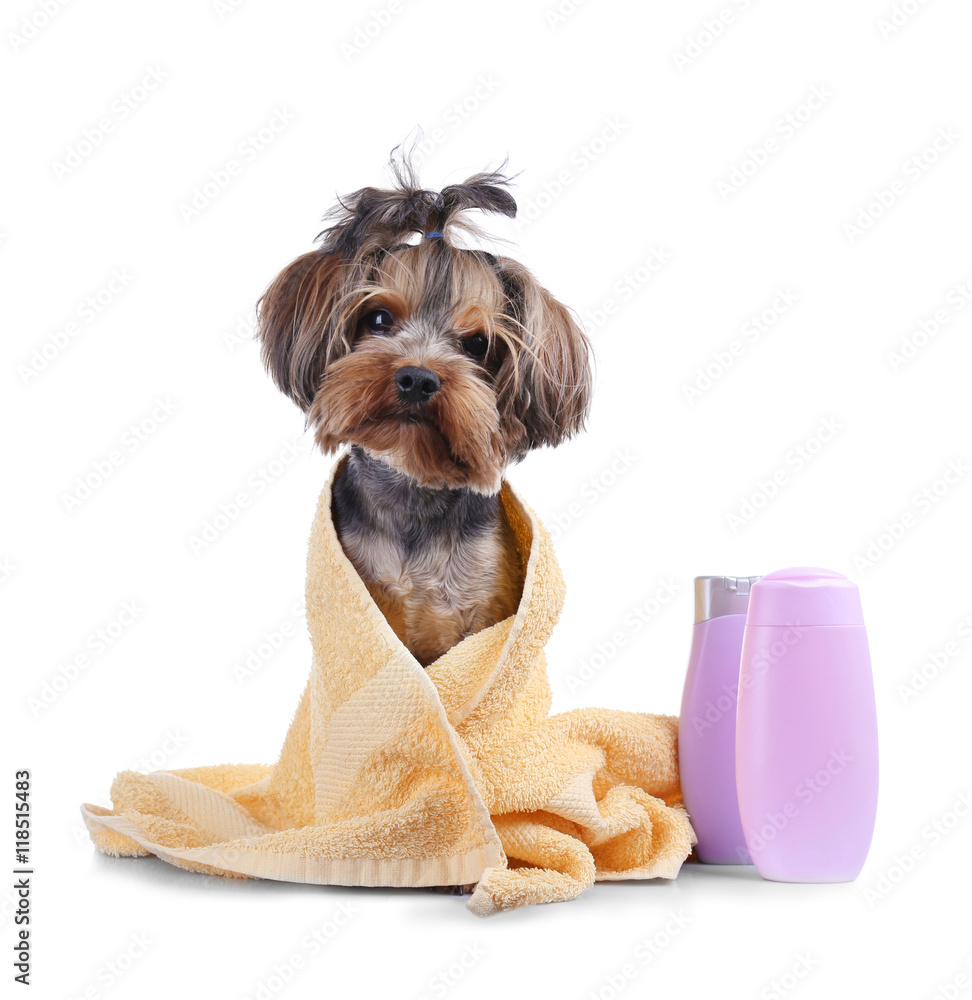 Little funny dog with towel isolated on white