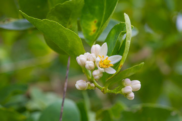 Flower of bergamot fruits on tree