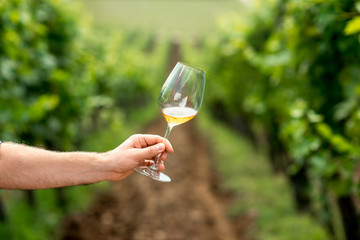 Male hand holding glass with white wine on the vineyard background