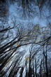 Treetops outdoors in a forest with barely any leafs left in the fall.