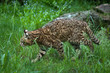 Geoffroy's cat (Leopardus geoffroyi).