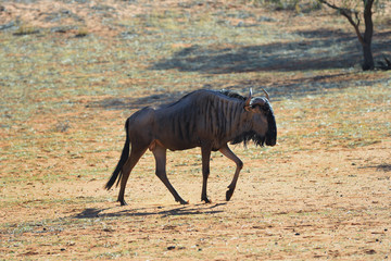 Wall Mural - blue wildebeest antelope