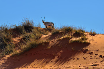 Wall Mural - a gemsbok (oryx gazella) in namibia, africa