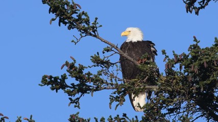 Sticker - Bald eagle perched in a tree near Homer, Alaska.