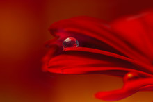 Macro Close Up Of Dew Drop On Red Chrysanthemum Flower