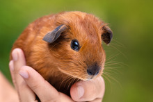 Hand Holding Young Guinea Pig