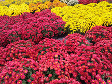 Vibrant Red And Yellow Chrysanthemums