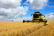 Combine Harvester Cutting Wheat, Tractor with Trailers on the Horizon