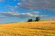 © AVTG - Combine Harvester Cutting Crops and Unloading Grain into Tractor Trailer, Summer Field Landscape under blue sky