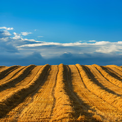 Wall Mural - stubble field during harvest, warm light of the setting sun, summer landscape under blue sky with cl