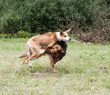 Fototapeta  - dwa psy bawiące się razem