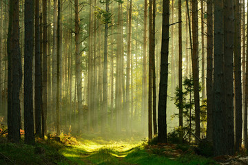 Wall Mural - Footpath through Spruce Tree Forest Illuminated by Sunbeams through Fog