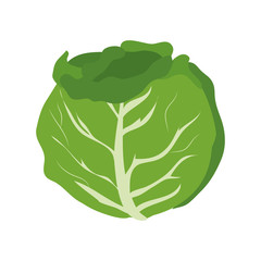 Poster - cabbage vegetable food natural organic veggie fresh vector illustration