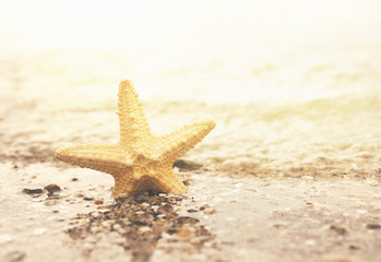 Starfish close up on the beach with copy space