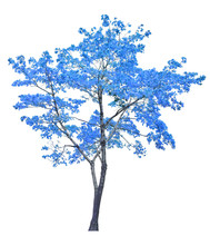 Bright Isolated Blue Tree