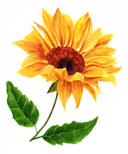 Vector Watercolor Yellow Sunflower With Green Leaves, On White