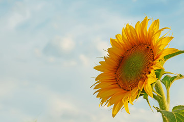 Sticker - Beautiful sunflower in field