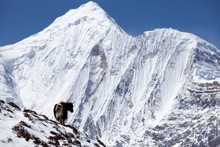Himalayan Yak With Snow Mountain In Background, Annapurna Circuit, Manang, Nepal