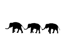Silhouette Elephants Relationship With Trunk Hold Family Tail Walking Together Isolated On White Background