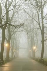 Wall Mural - Misty evening in old park.