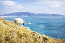 A Sheep Grazing While Overlooking The Atlantic Ocean On Achill Island, Co. Mayo, Ireland.