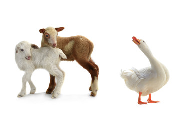 Poster - duck and sheep