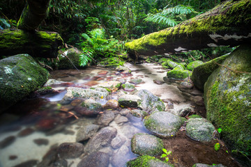 Wall Mural - Mossman Gorge Scenery