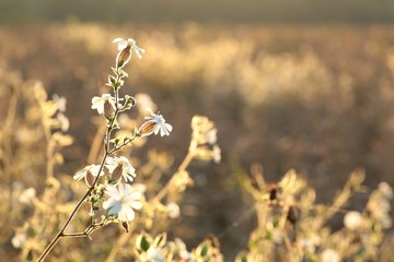 Canvas Print - White Campion (Silene latifolia) at dawn