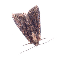 Wall Mural - Brown moth on a white background