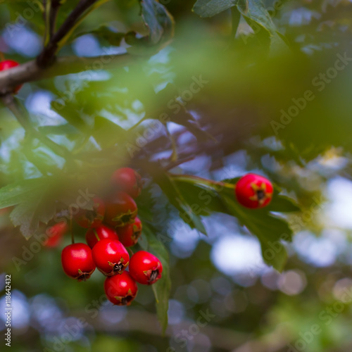 berries of hawthorn on a branch with green leaves