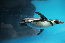 Closeup Of Penguin Swimming Underwater