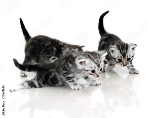 Cute American Shorthair Cat Kitten With Copy Space Buy This