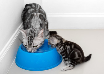 Poster - American shorthair cat family. Mom cat with kitten eating food