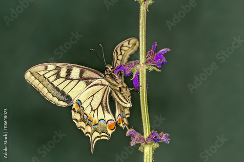 Old World Swallowtail Papilio Machaon Is A Butterfly Of - 