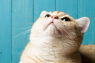 Fototapete - Funny rufous cat looking up on the background of blue boards