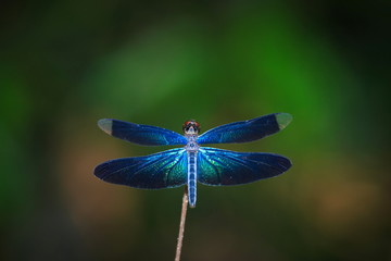 Dragonfly close up eyes, insect,animal.