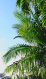 Fototapeta Na sufit - Palm tree branch against the light