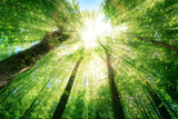 Fototapeta  - Forest trees. nature green wood sunlight backgrounds.